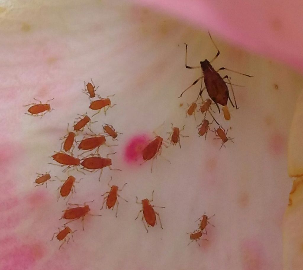 Macrosiphum rosae