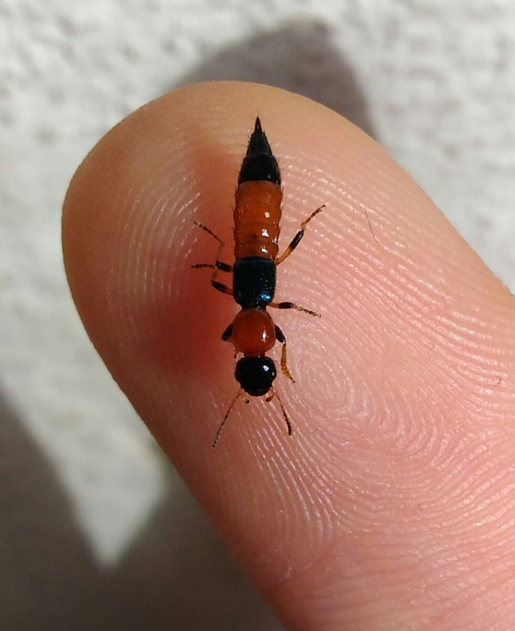 Staphylinidae rossonero:   Paederus cfr. littoralis