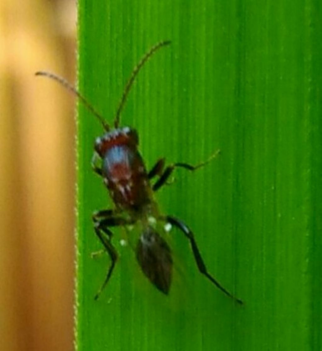 Minuscola vespa