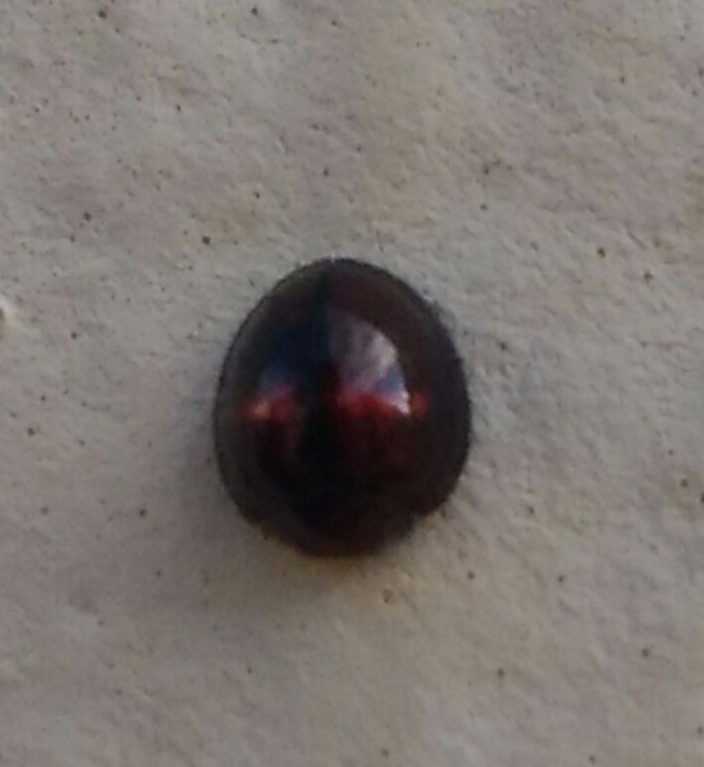 Coccinellidae: Chilocorus bipustulatus