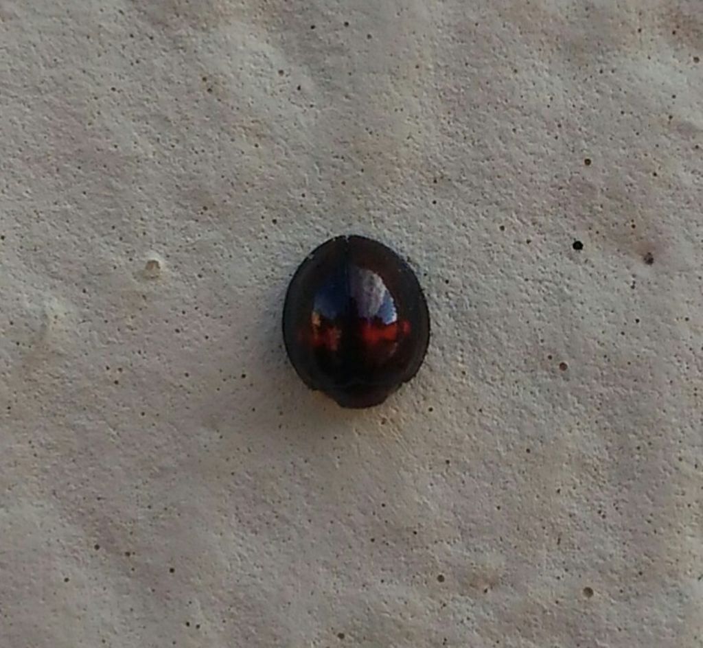 Coccinellidae: Chilocorus bipustulatus