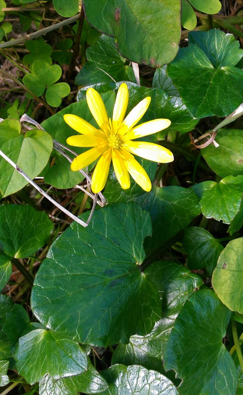 Anemone palmata in Calabria? no, Ranunculus ficaria