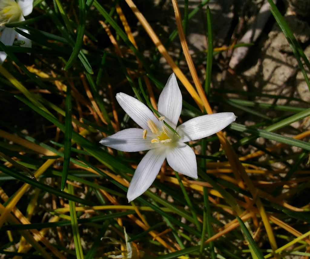 Graziosi fiori bianchi-Calabria - Ornithogalum sp.