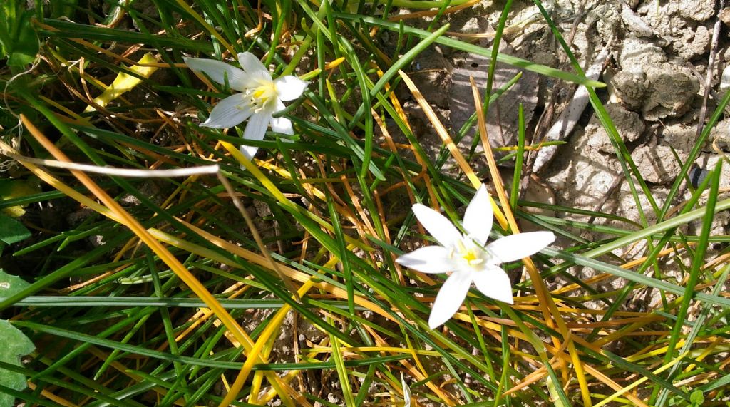 Graziosi fiori bianchi-Calabria - Ornithogalum sp.