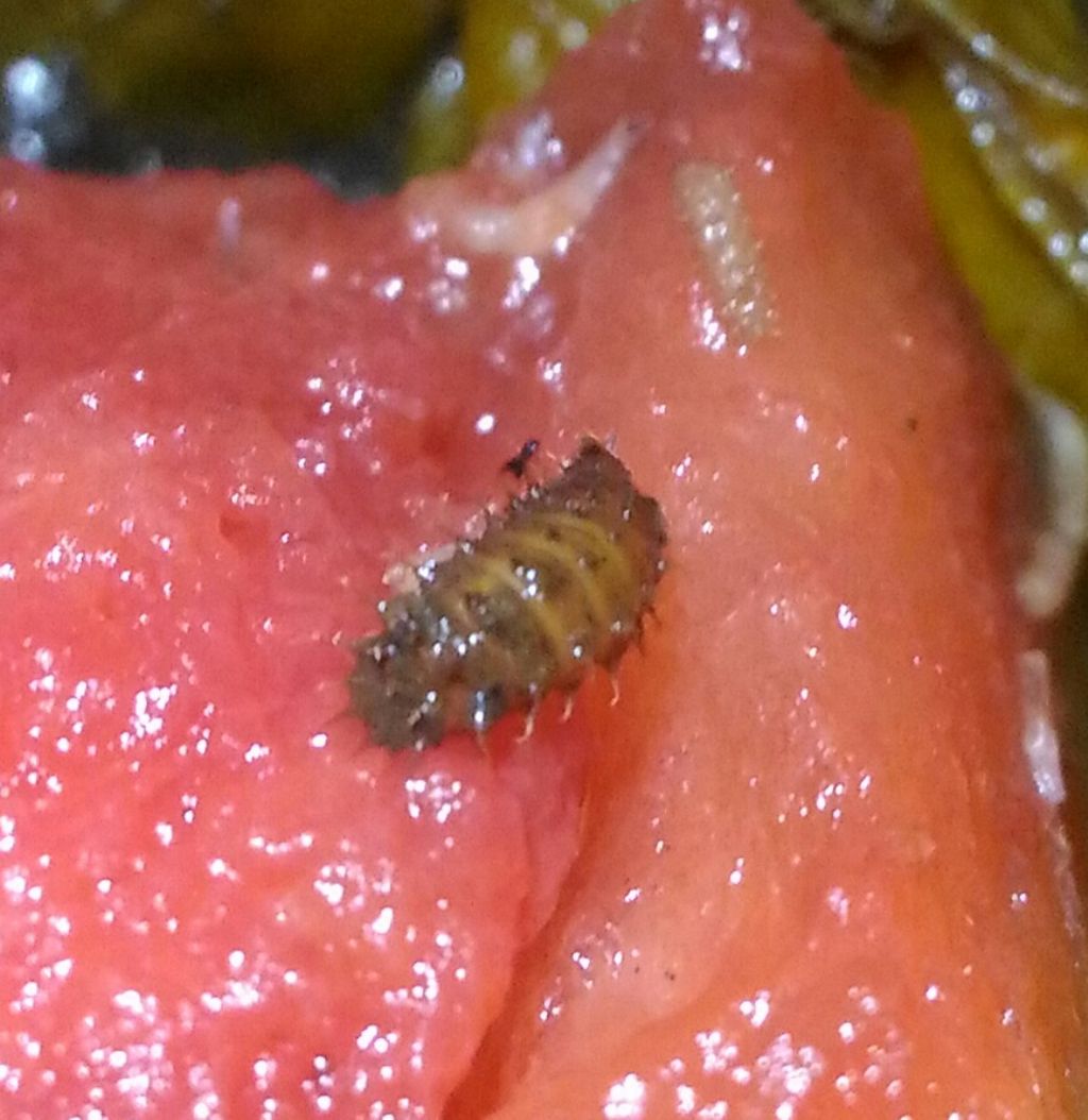 Esperimento malsano e organismi alieni: larve di Fannia sp. (Fanniidae)