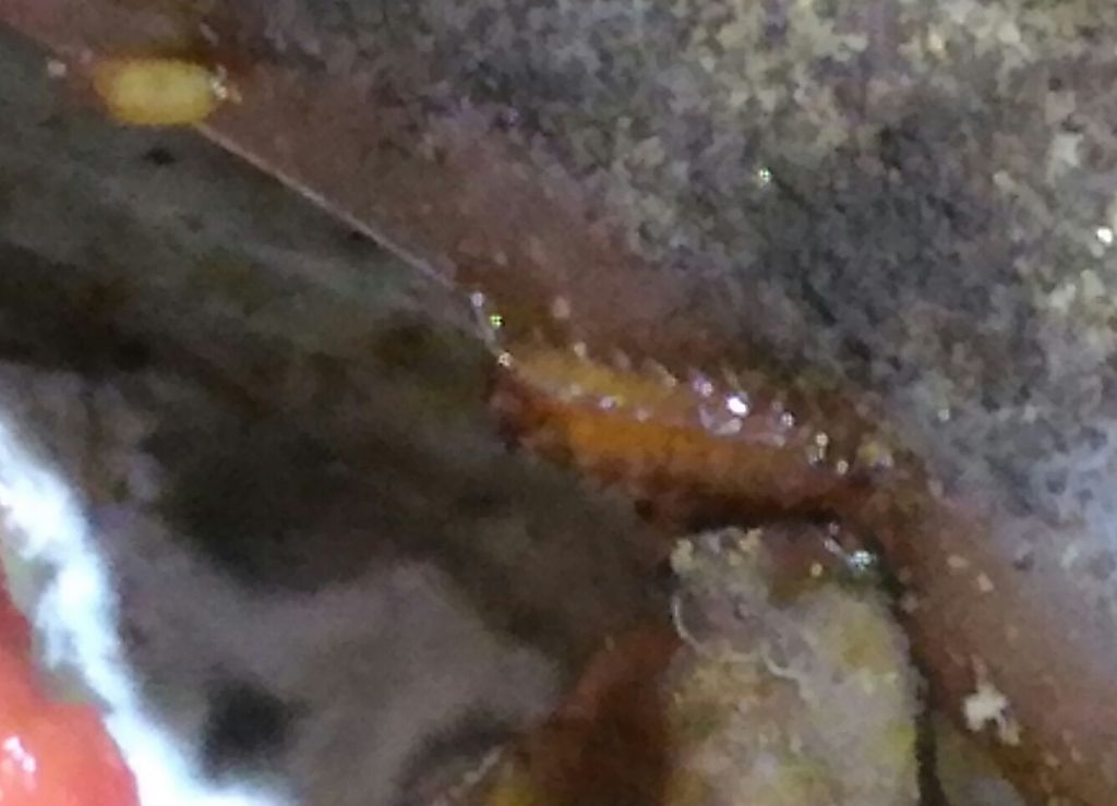 Esperimento malsano e organismi alieni: larve di Fannia sp. (Fanniidae)