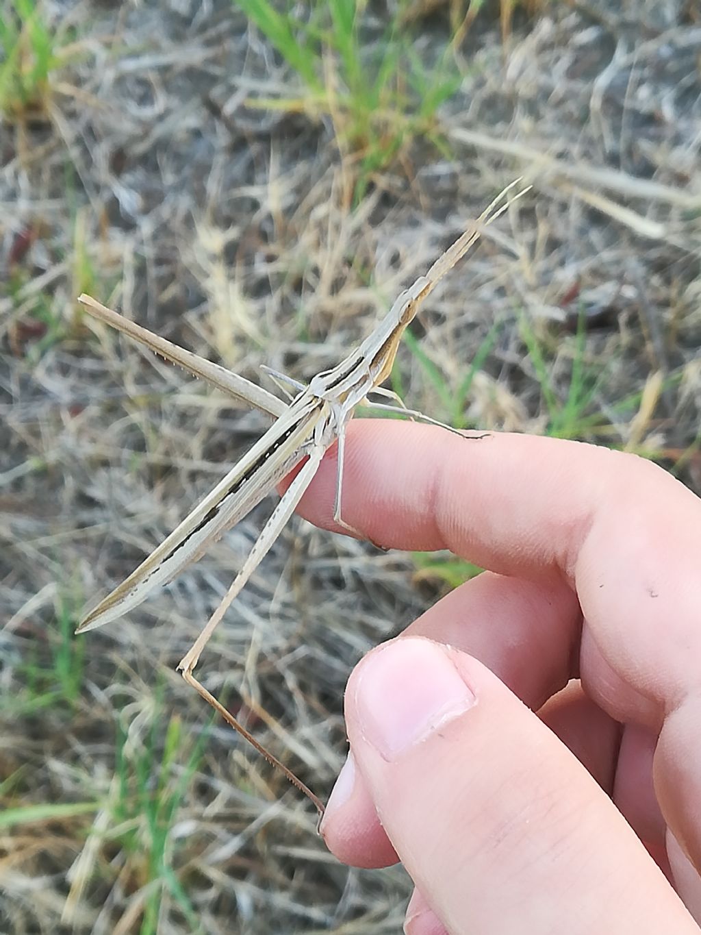 L''eterno dilemma: Acrida o Truxalis?:   Acrida ungarica mediterranea