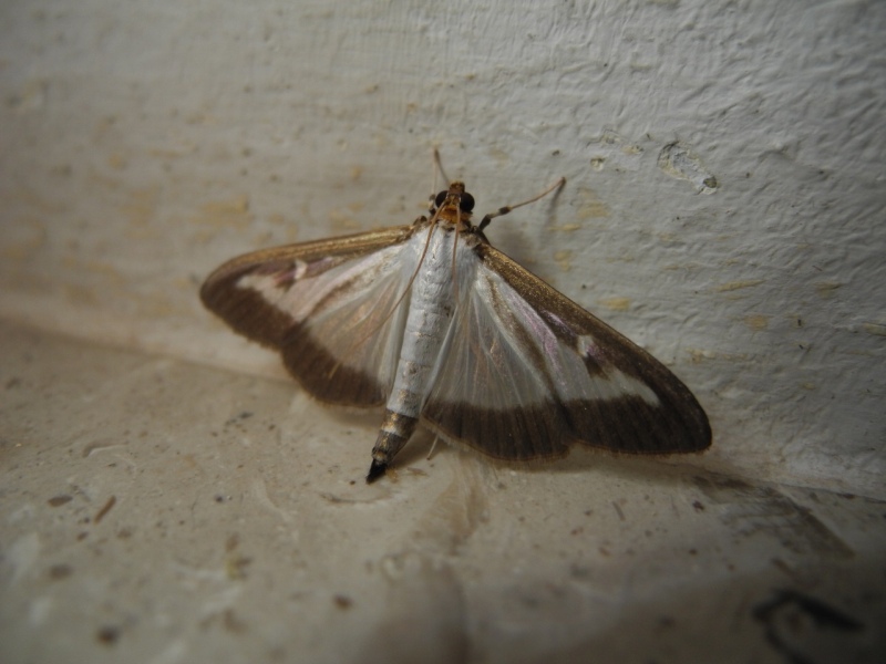 larva di Cydalima perspectalis? Sì