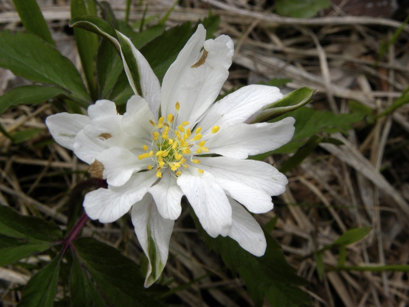 Anemone nemorosa strana