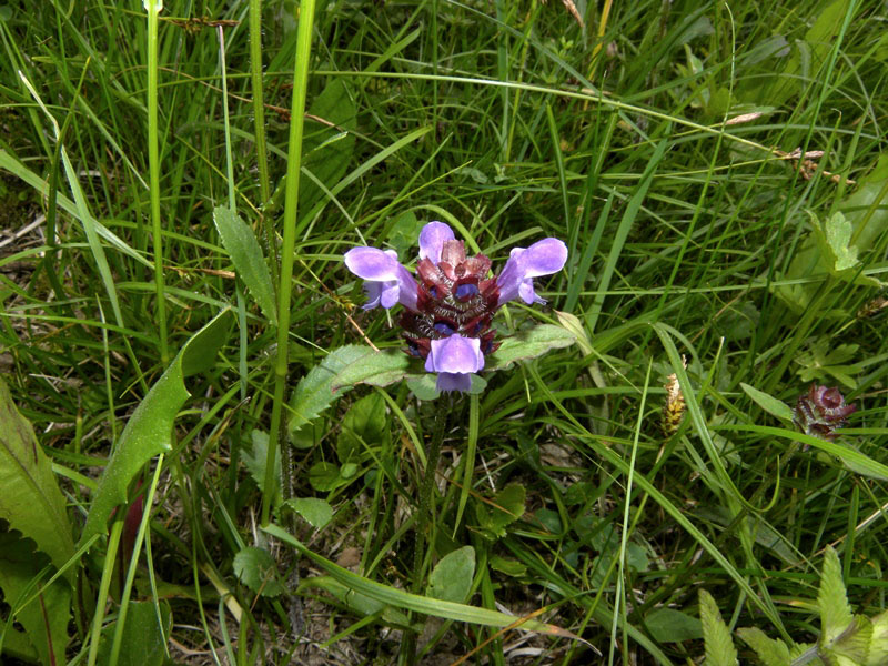 Piantina rifiorente nella mia collina - Prunella vulgaris