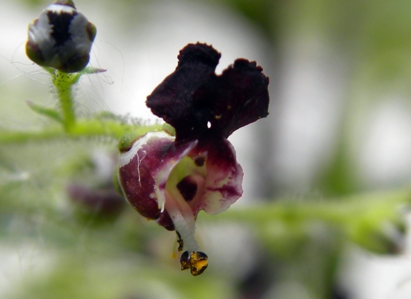 Scrophularia hoppii  / Scrofularia di Hoppe