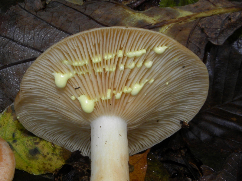 12) Fotogr.il 30.09.2014.sotto Quercia