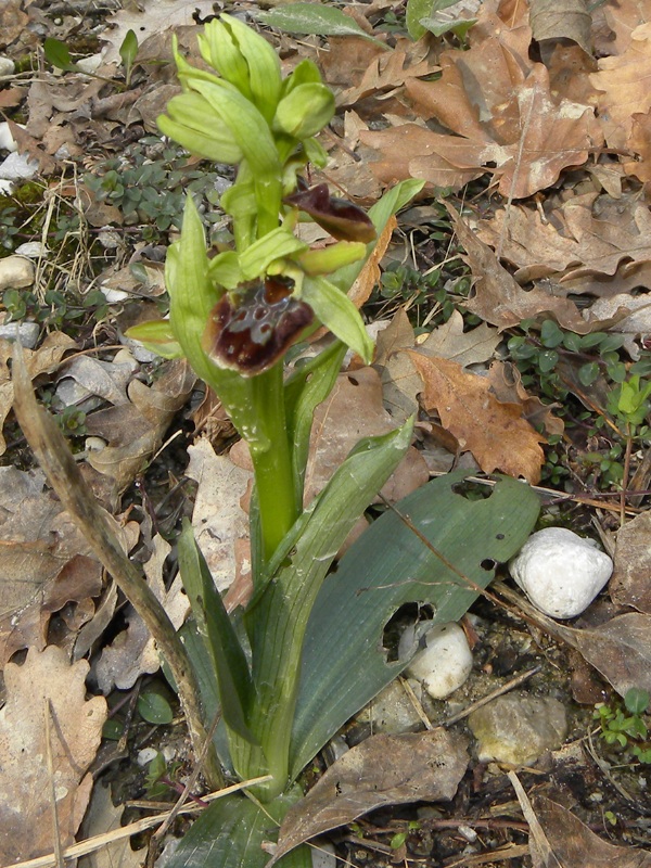 Ophrys sphegodes