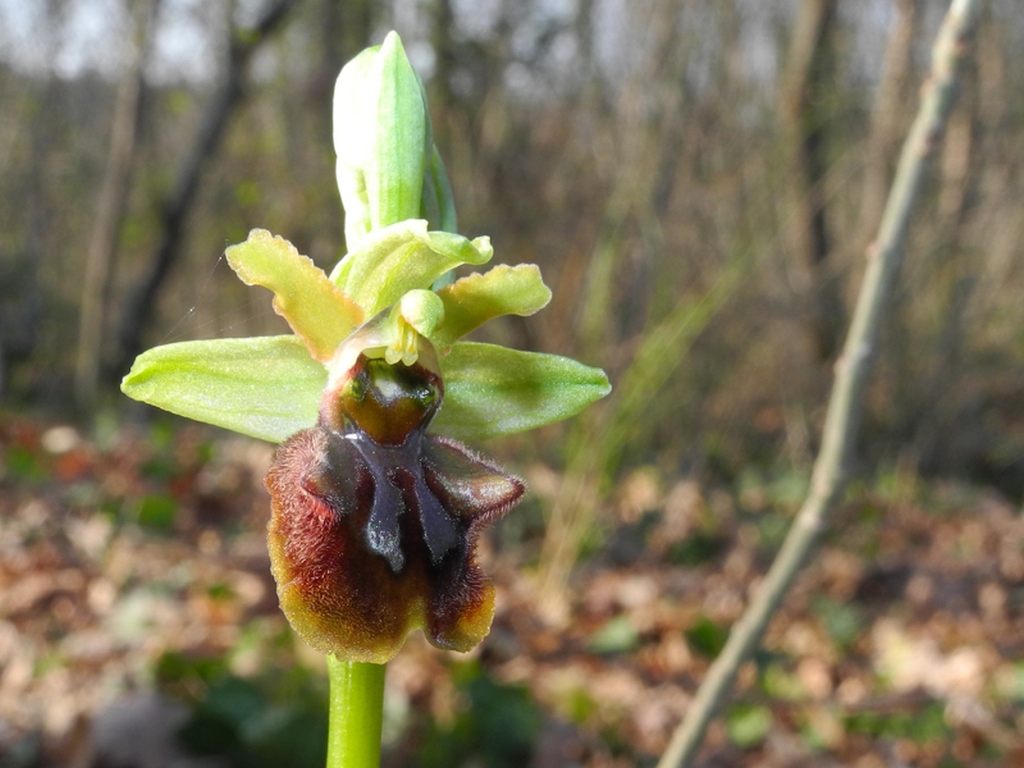 Ophrys sphegodes