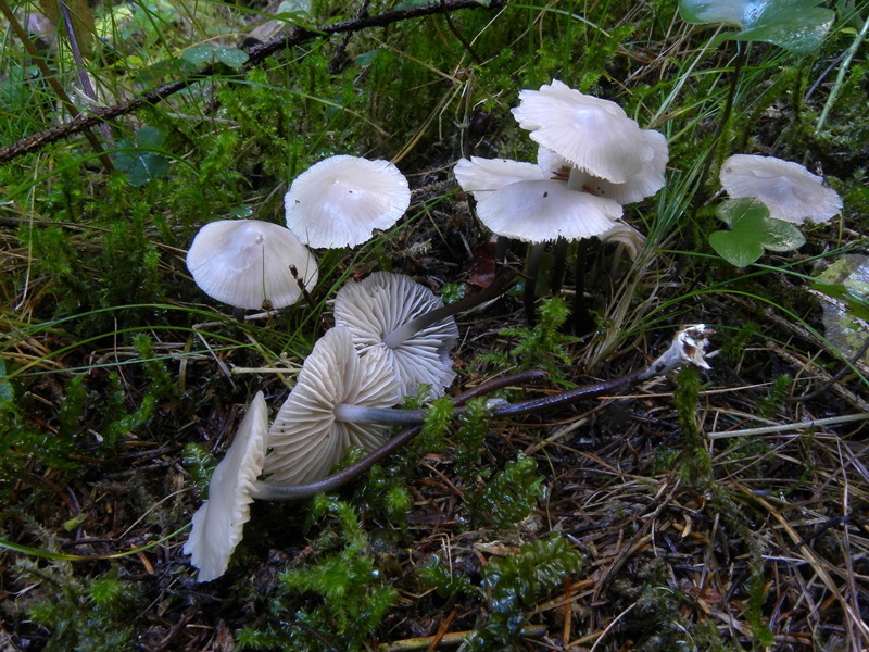 Numerosi su lettiera