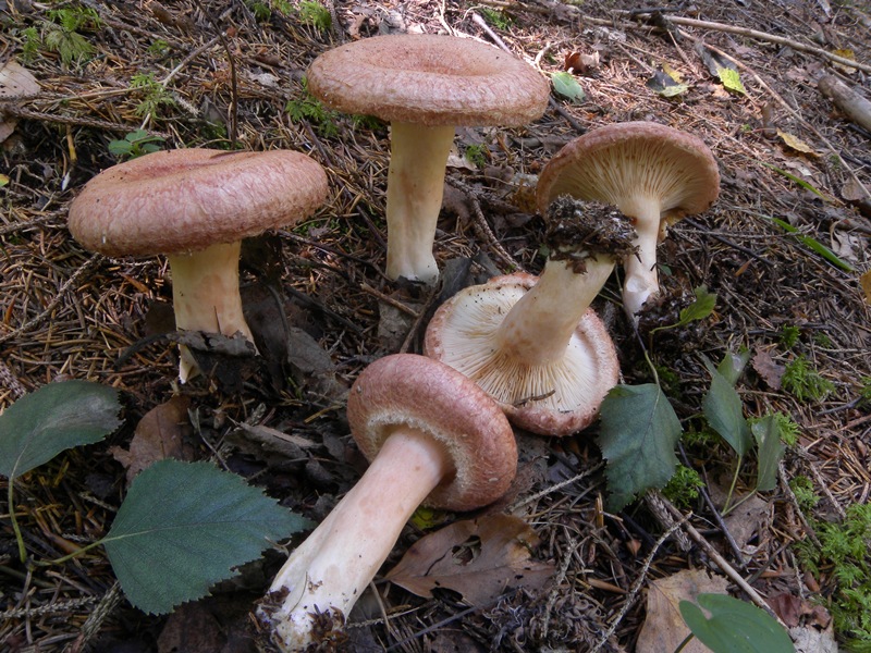 6) Fotogr.il 26.09.2014.sotto Quercia