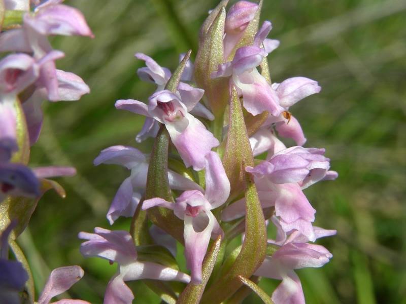 Dactylorhiza incarnata var. immaculata  Pescasseroli 21 giugno 2015