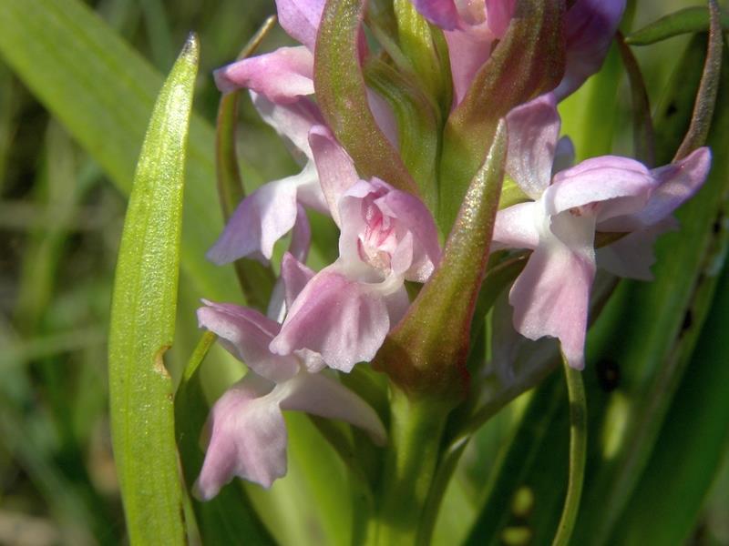 Dactylorhiza incarnata var. immaculata  Pescasseroli 21 giugno 2015