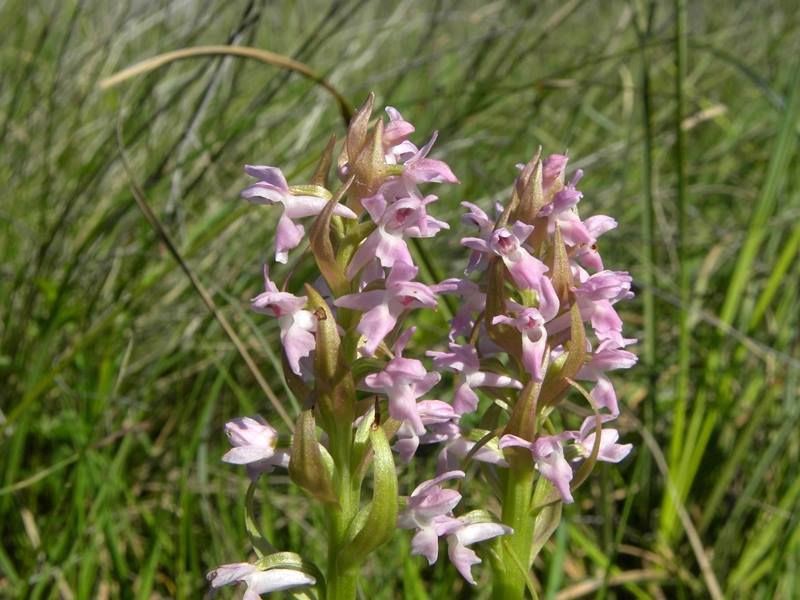 Dactylorhiza incarnata var. immaculata  Pescasseroli 21 giugno 2015