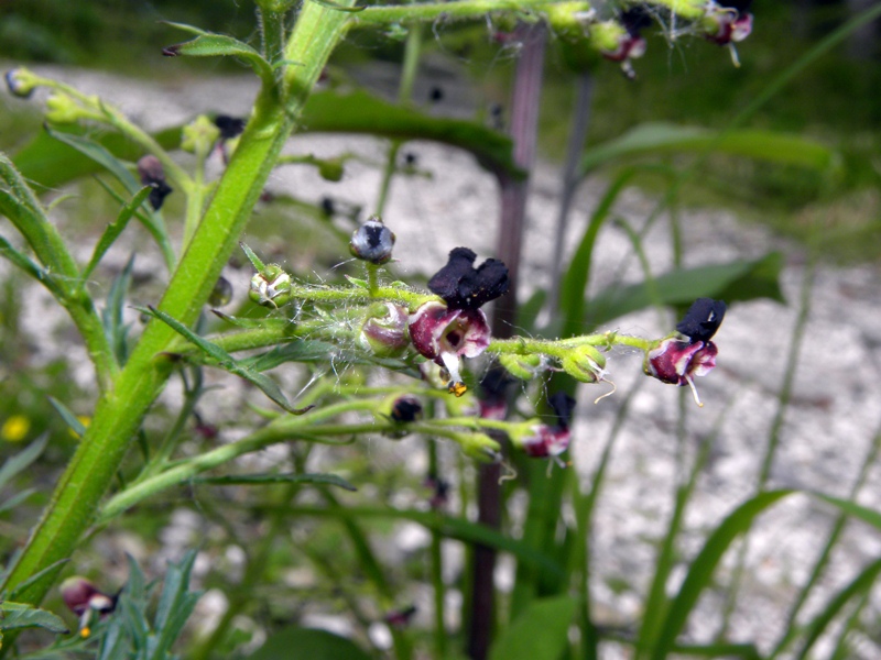 Scrophularia hoppii  / Scrofularia di Hoppe
