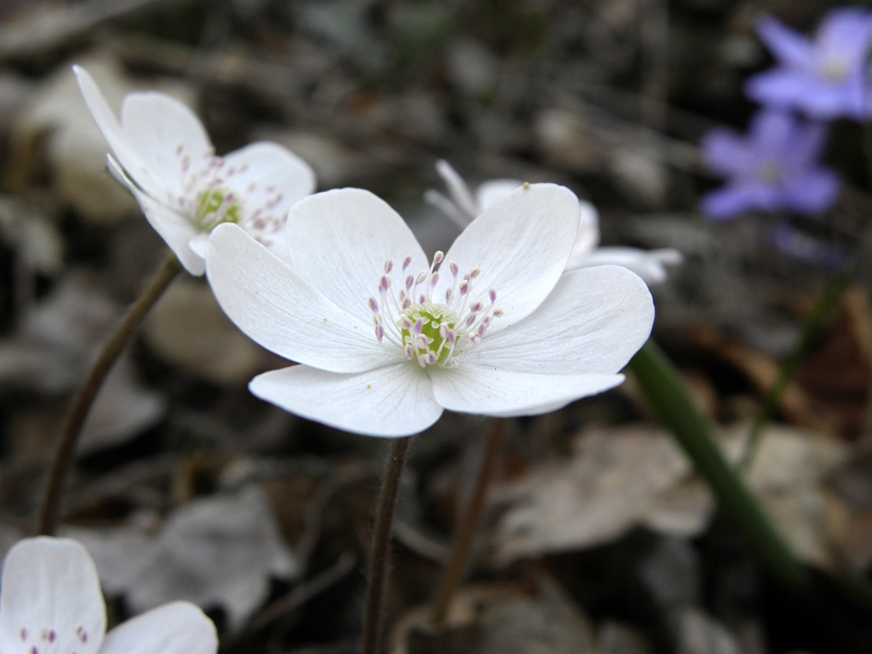 Hepatica che si vuole distinguere