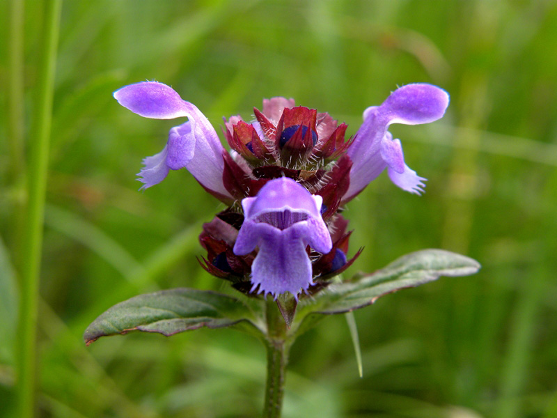 Piantina rifiorente nella mia collina - Prunella vulgaris