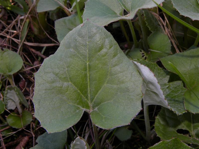 Identificazione (3)
