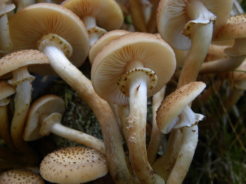 Armillaria sp? Boh...