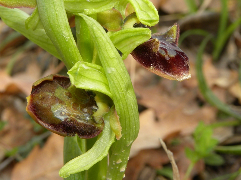 Ophrys sphegodes