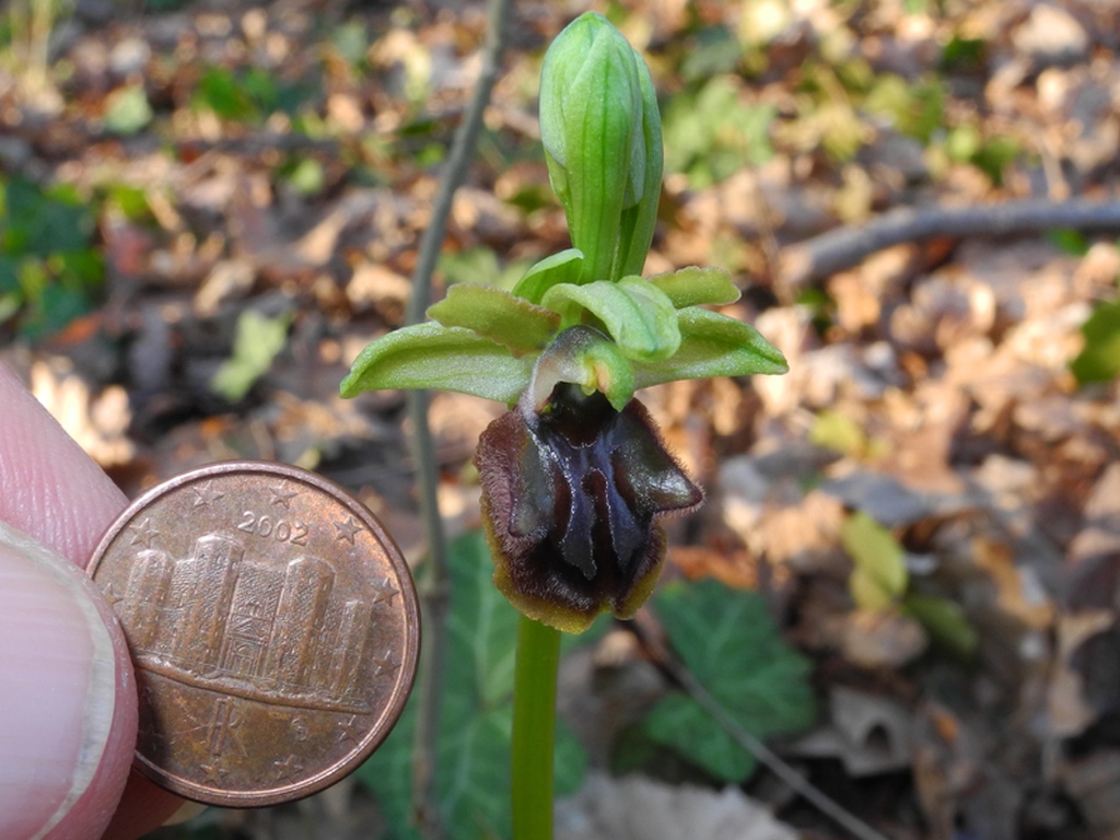 Ophrys sphegodes