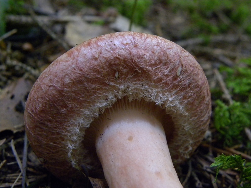 6) Fotogr.il 26.09.2014.sotto Quercia