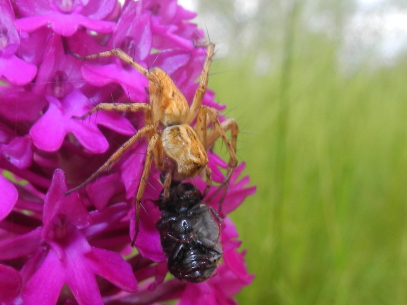 Oxyopes heterophtalmus - Palmanova (UD)