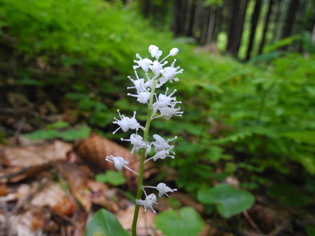 Maianthemum bifolium