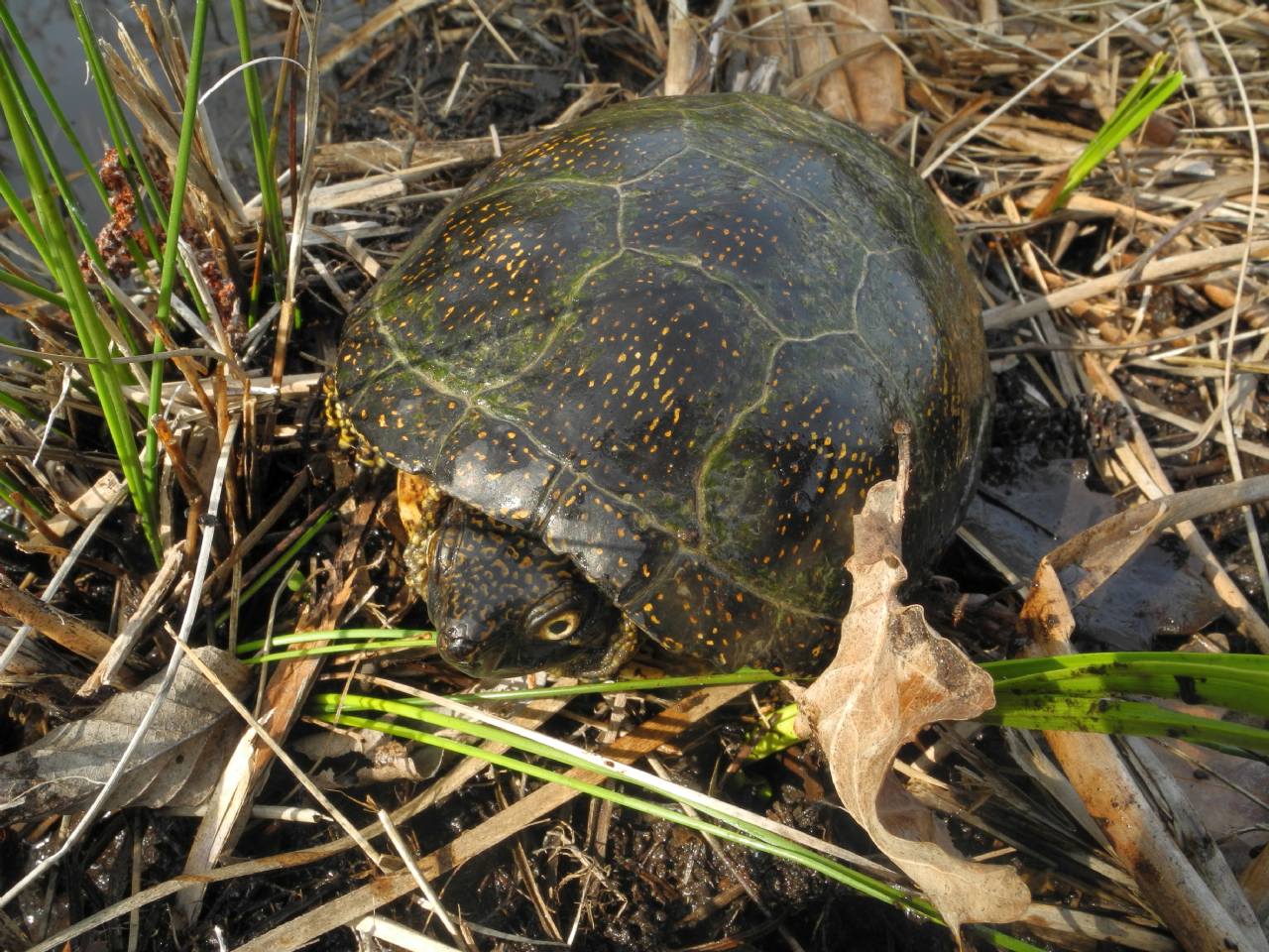 Emys orbicularis Linnaeus, 1758