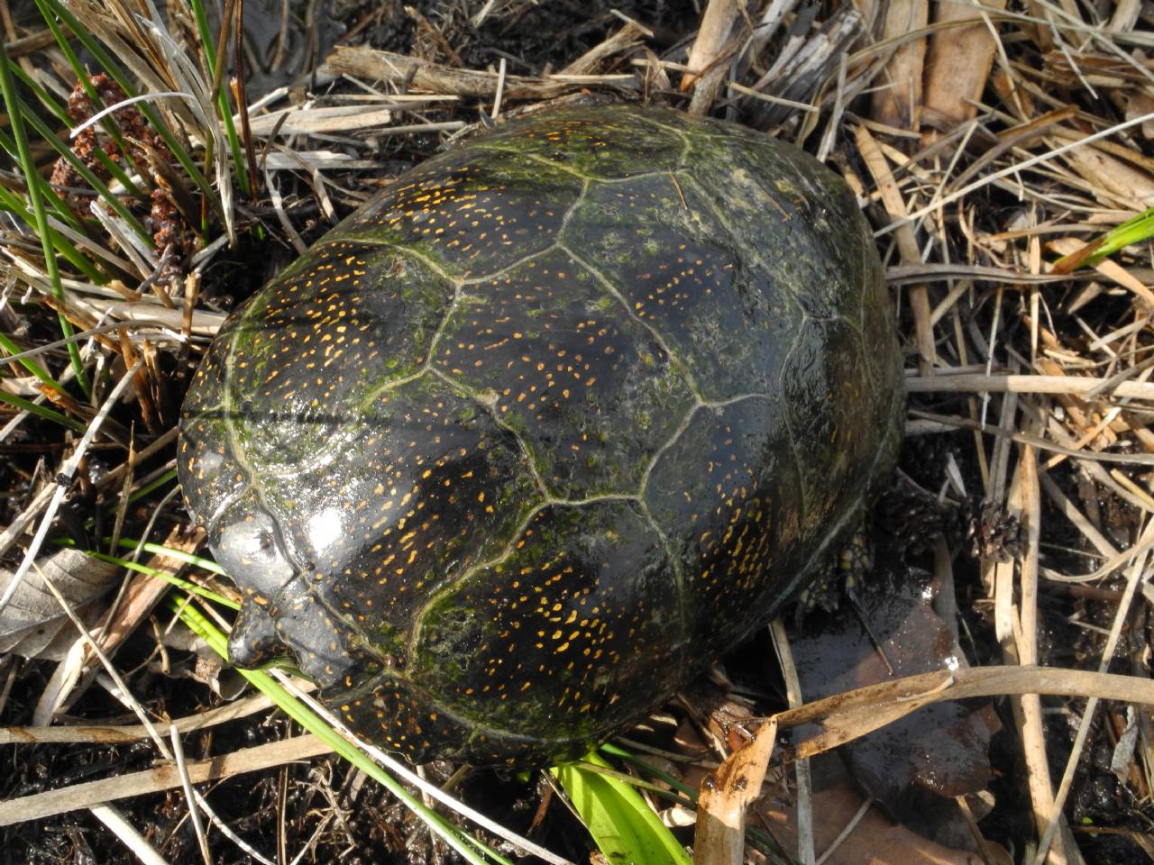 Emys orbicularis Linnaeus, 1758