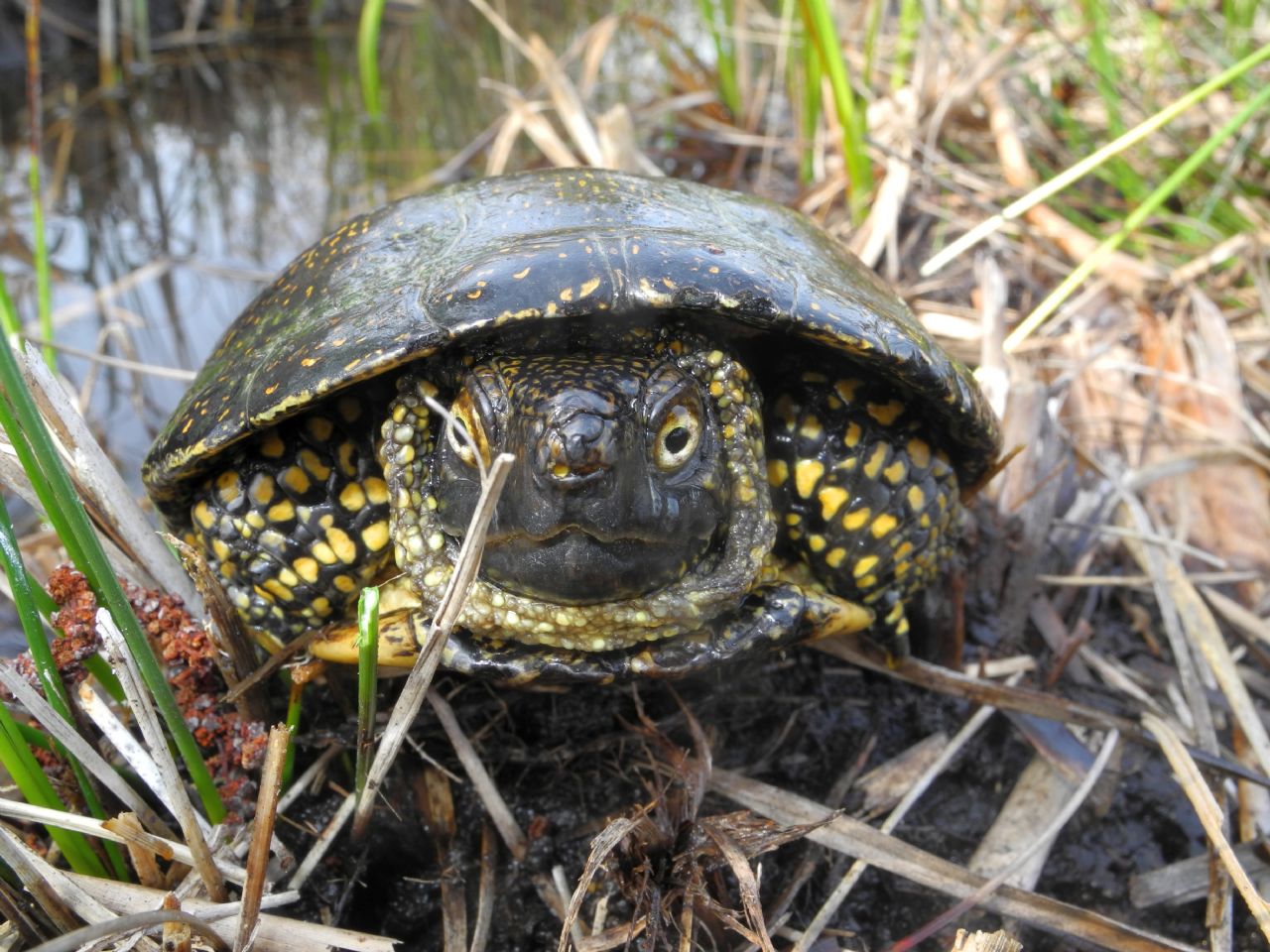 Emys orbicularis Linnaeus, 1758