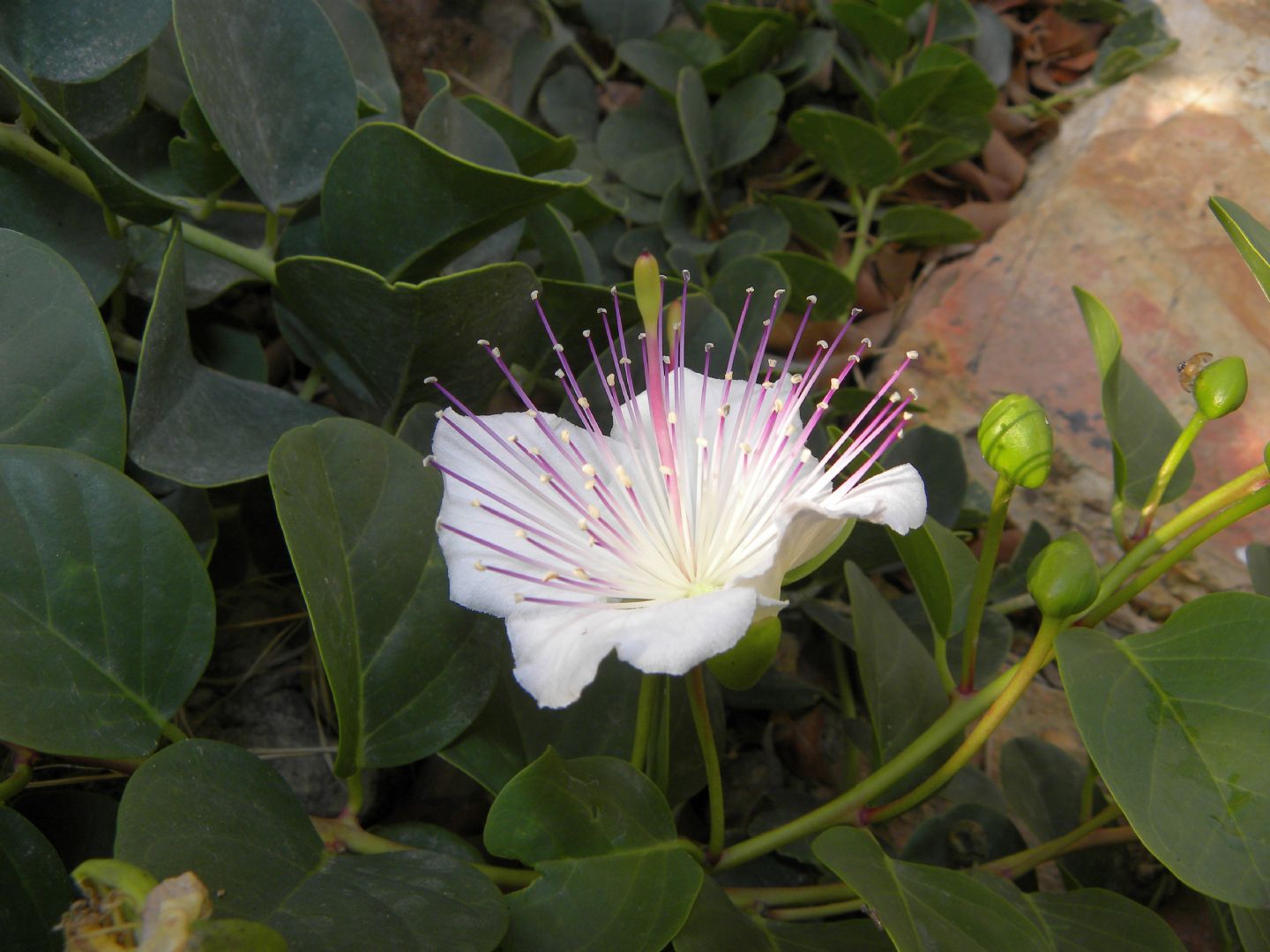 Capparis spinosa / Cappero