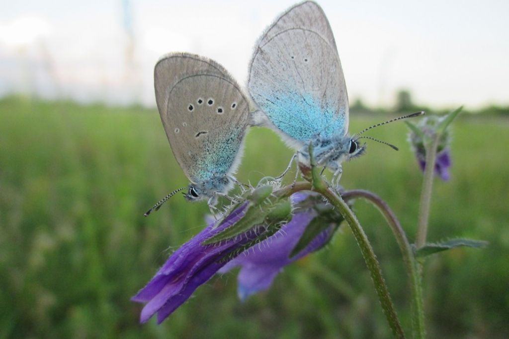 Quale farfalla? Glaucopsyche (Glaucopsyche) alexis, Lycaenidae