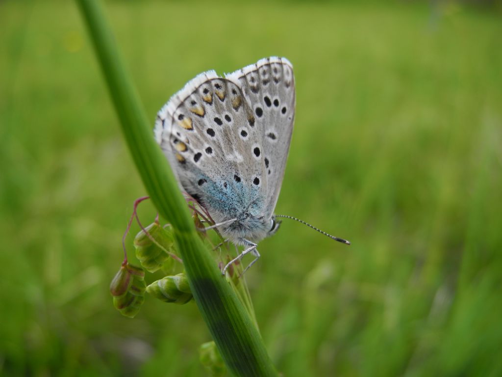 Polyommatus (Lysandra) bellargus, Lycaenidae