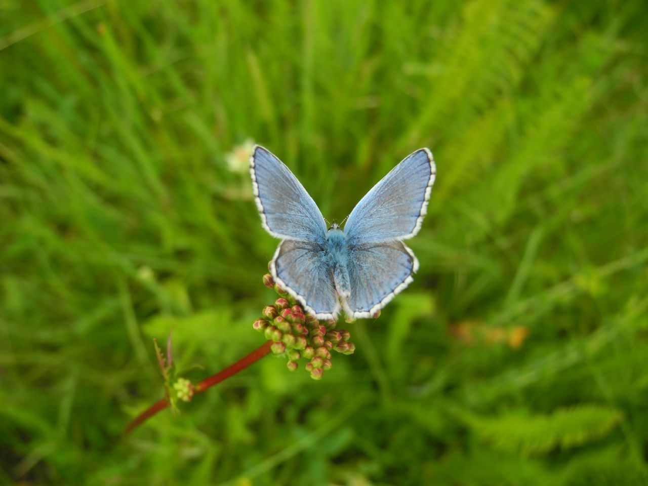 Polyommatus (Lysandra) bellargus, Lycaenidae