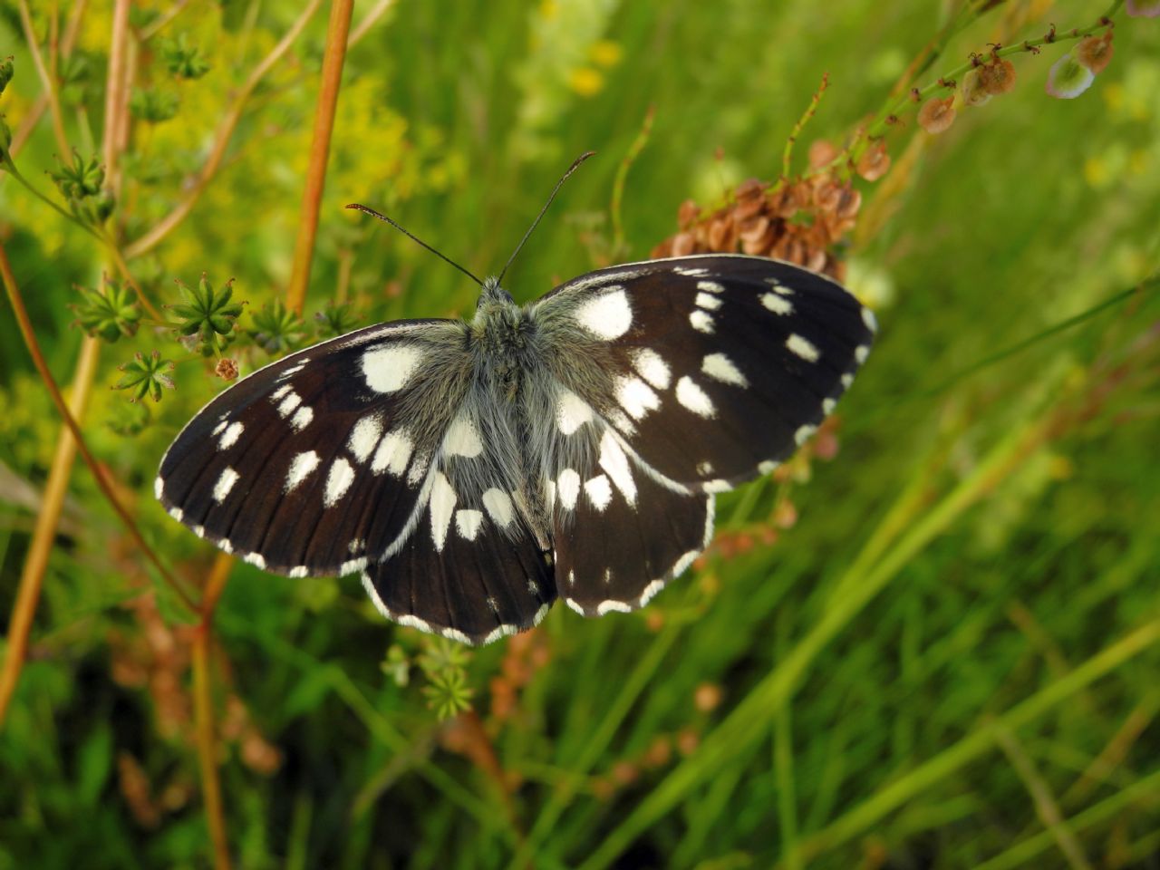 Quale farfalla? Melanargia galathea