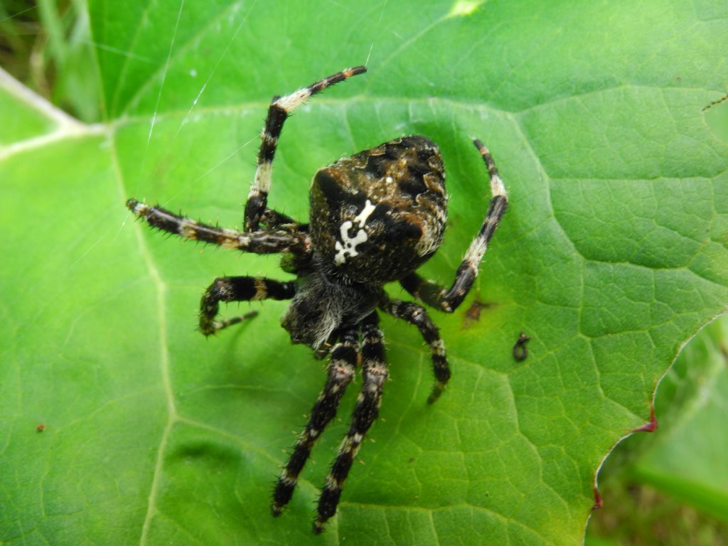 Araneus diadematus ?  No, Araneus angulatus o A. circe - Alpi carniche (UD)