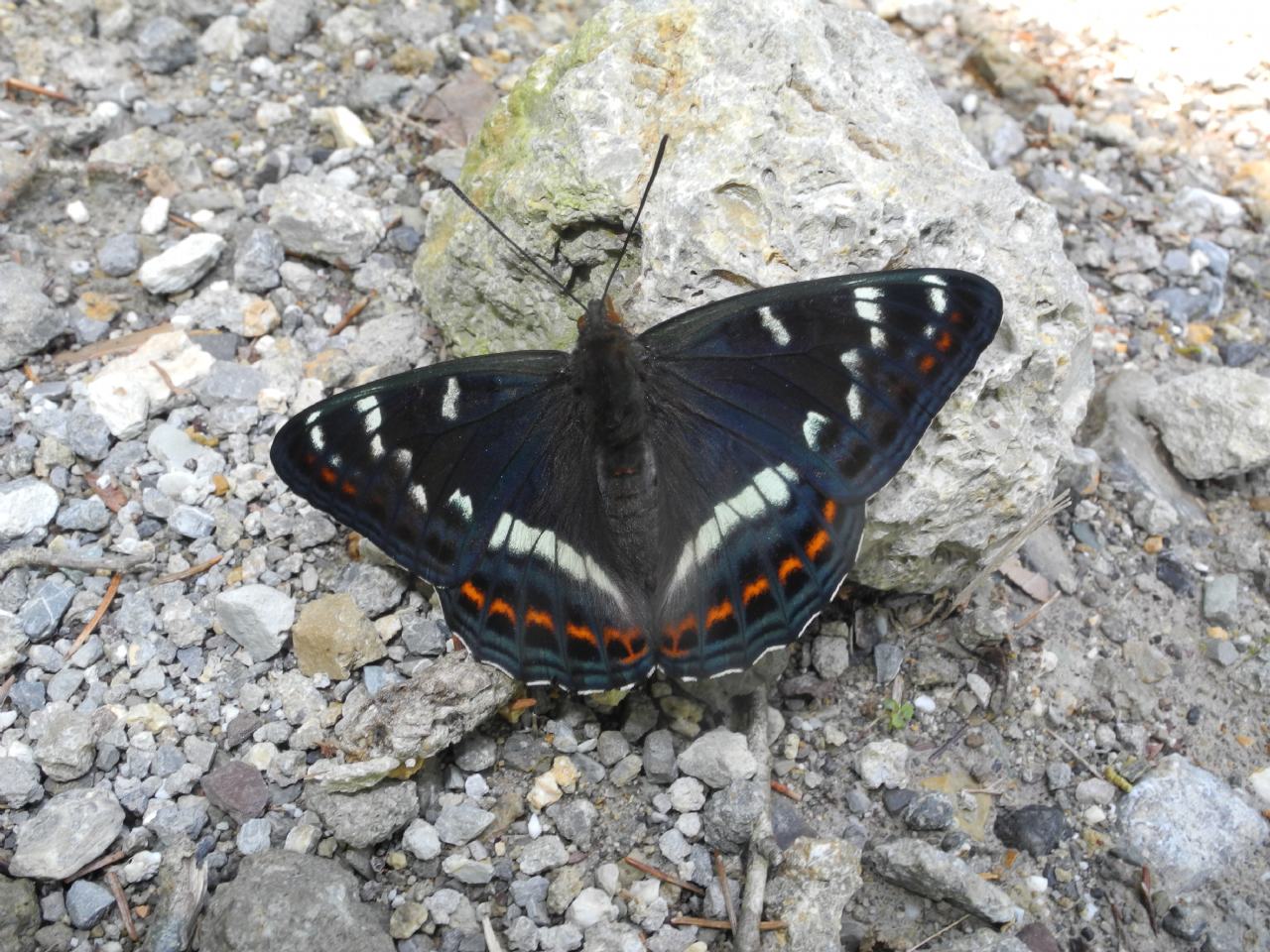 Limenitis populi