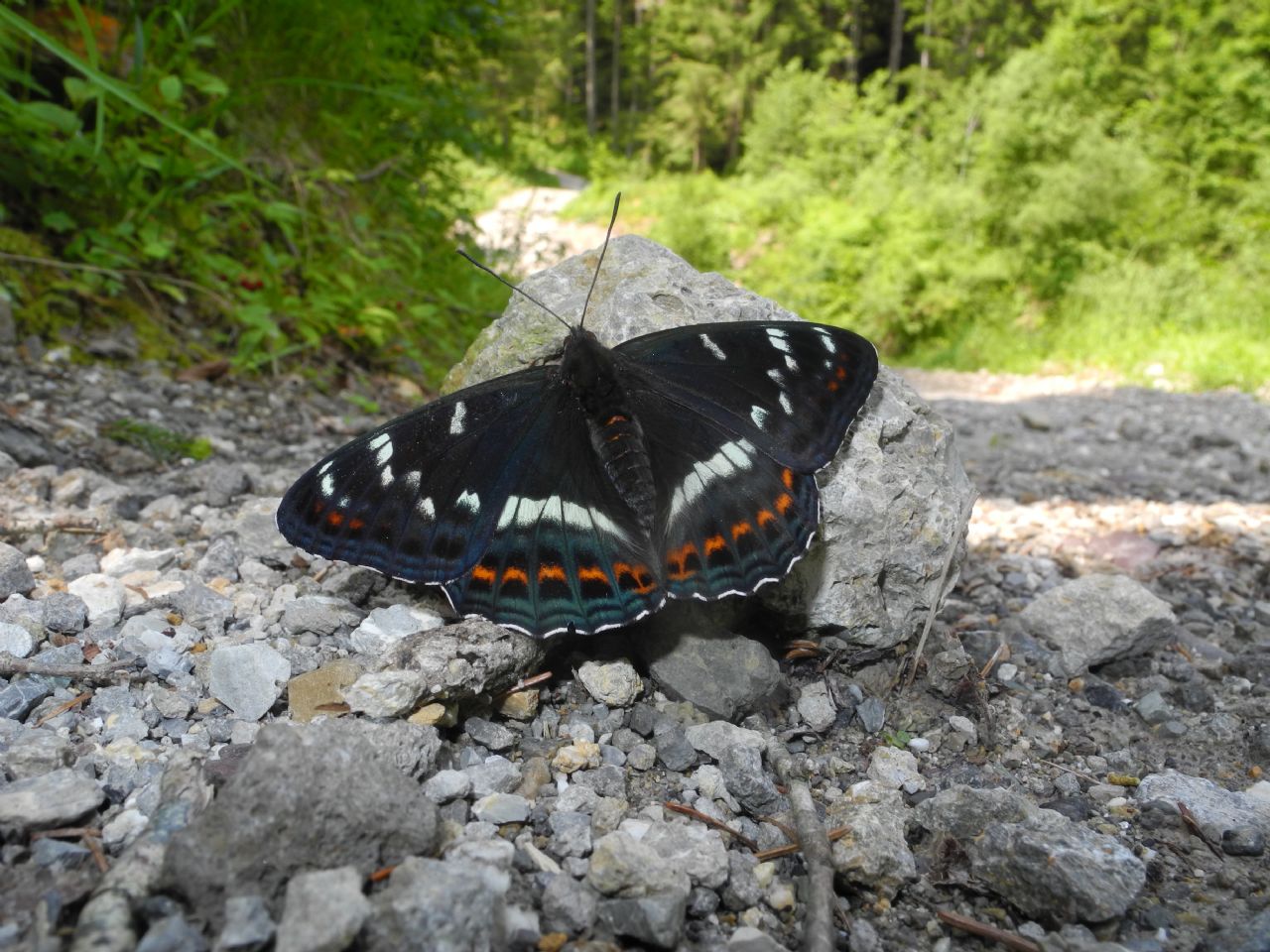 Limenitis populi