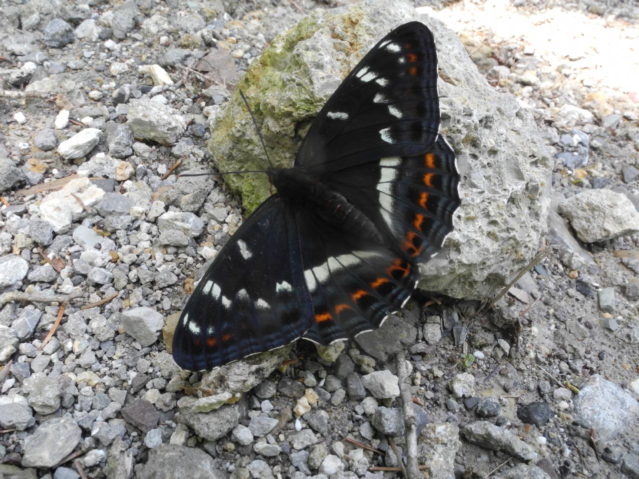 Limenitis populi