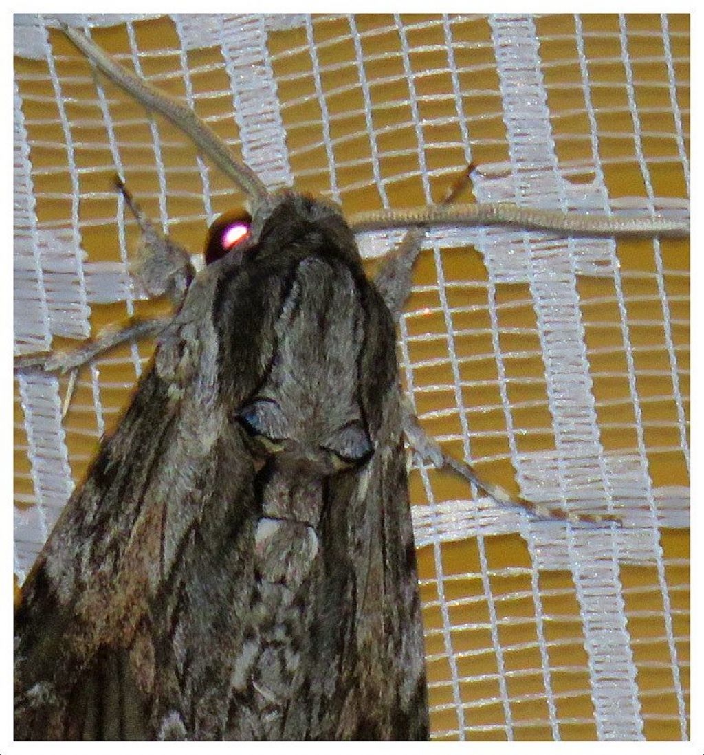 Quale farfalla? Agrius convolvuli, Sphingidae