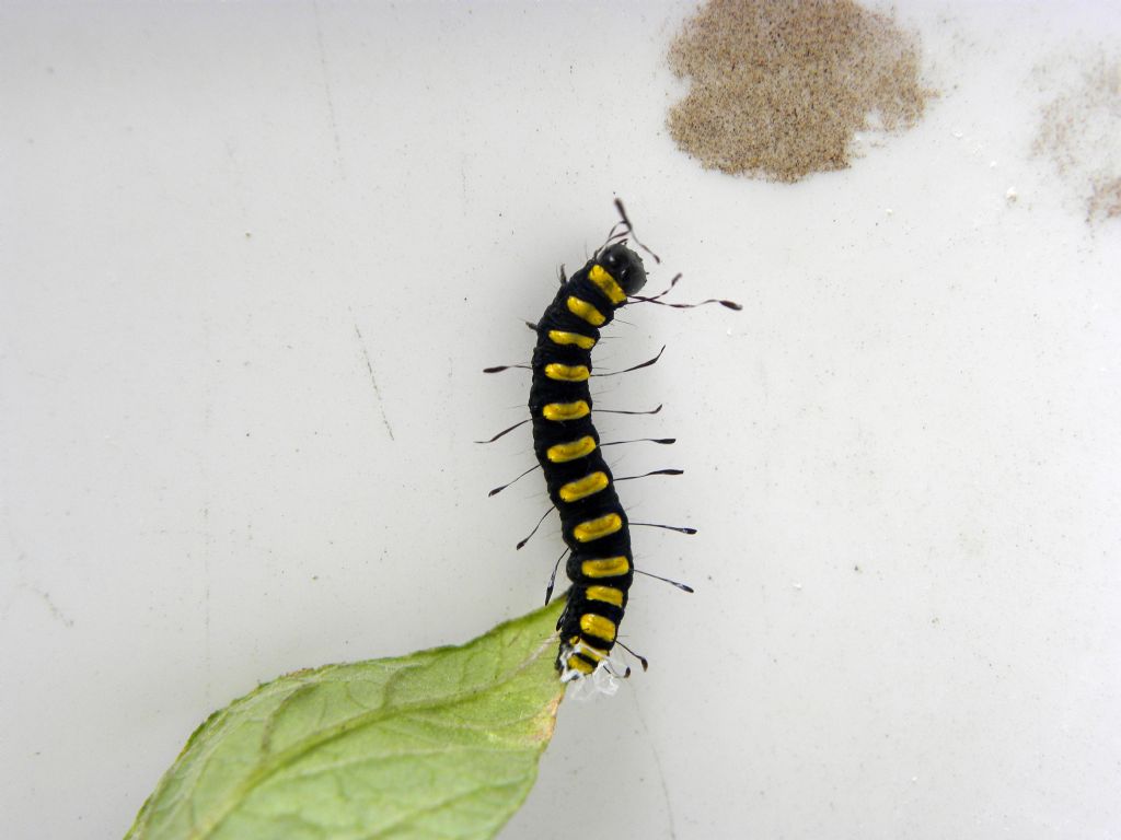 Larva di Acronicta (Jocheaera) alni (Linnaeus, 1767) - 	Noctuidae -