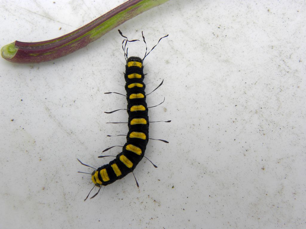 Larva di Acronicta (Jocheaera) alni (Linnaeus, 1767) - 	Noctuidae -