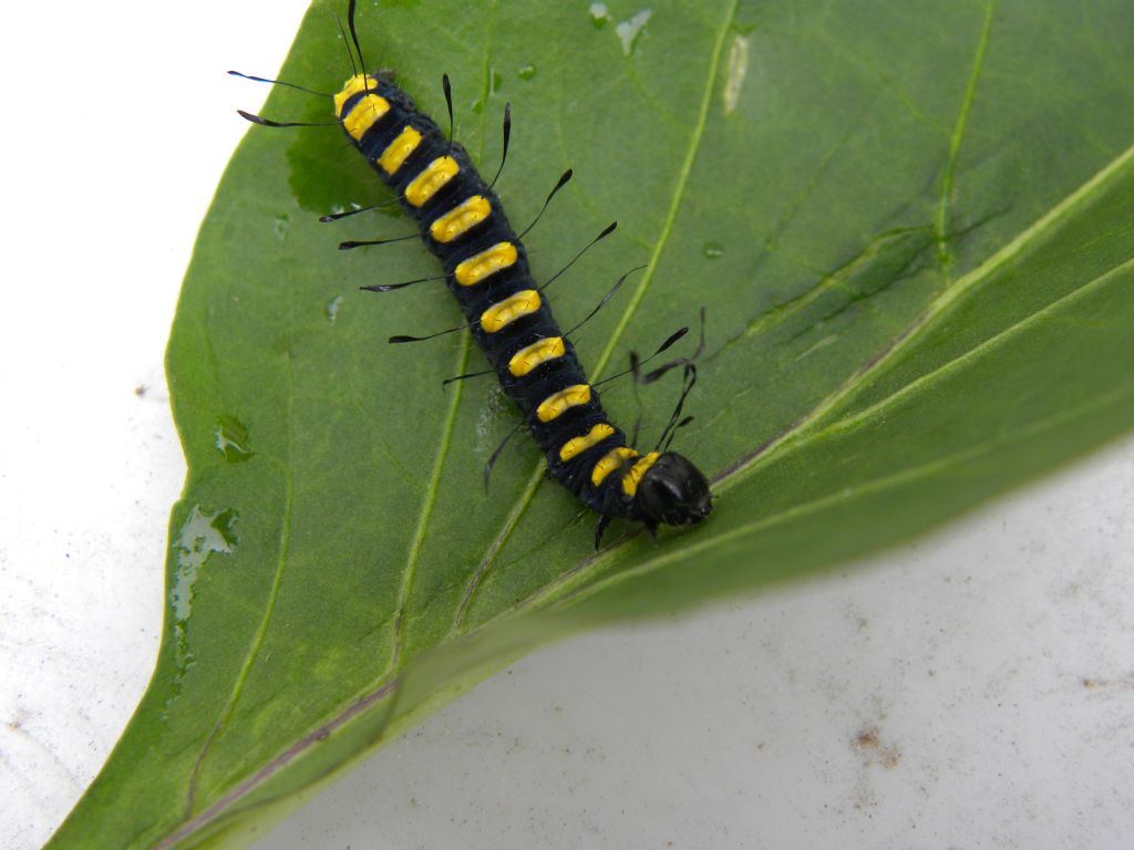 Larva di Acronicta (Jocheaera) alni (Linnaeus, 1767) - 	Noctuidae -