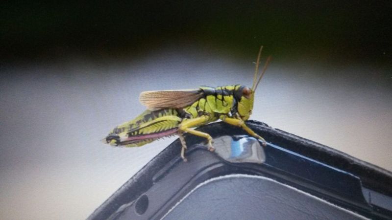 Quale cavalletta?   Kisella irena